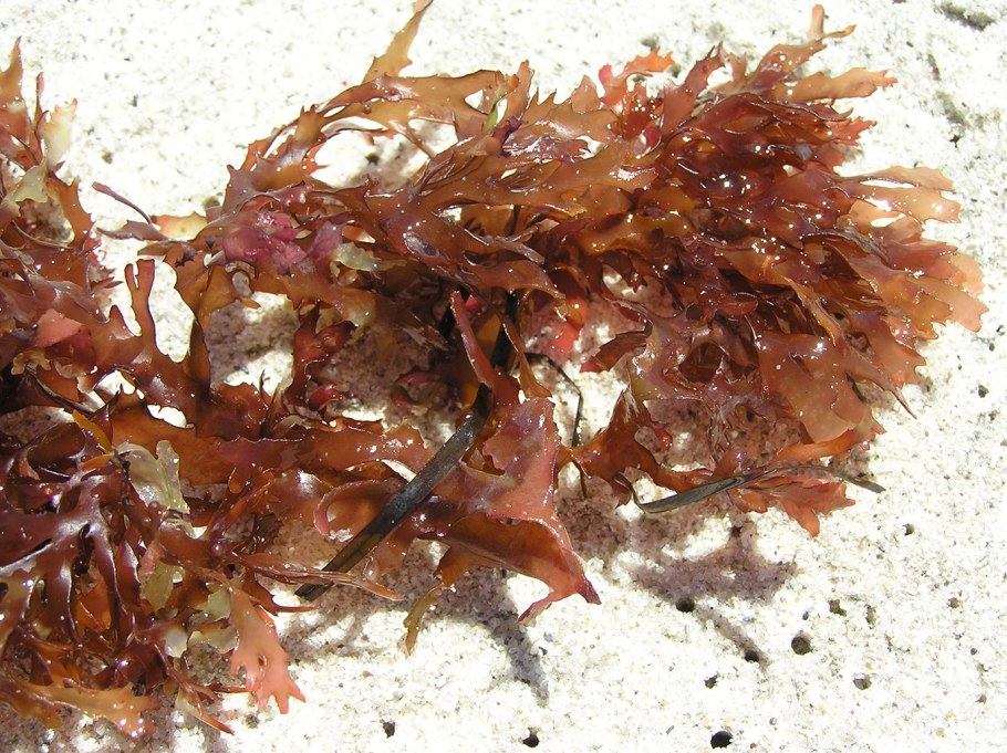 Филлофора водоросль