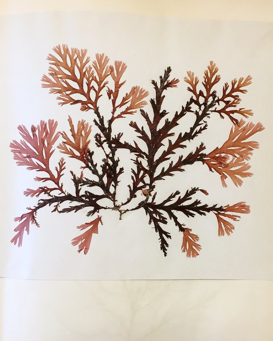 Багрянки водоросли