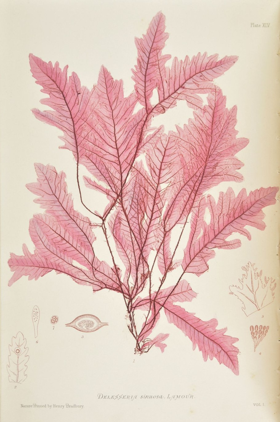 Делессерия водоросль