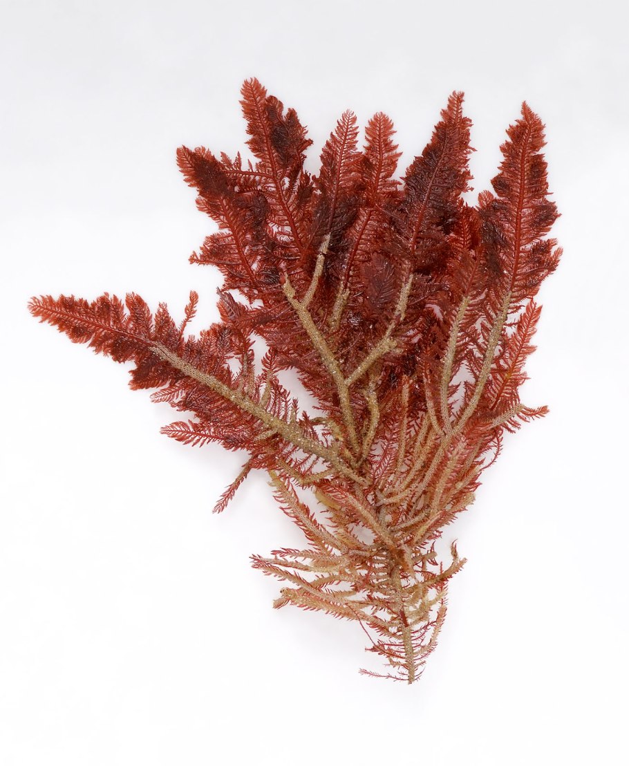 Отдел красные водоросли багрянки