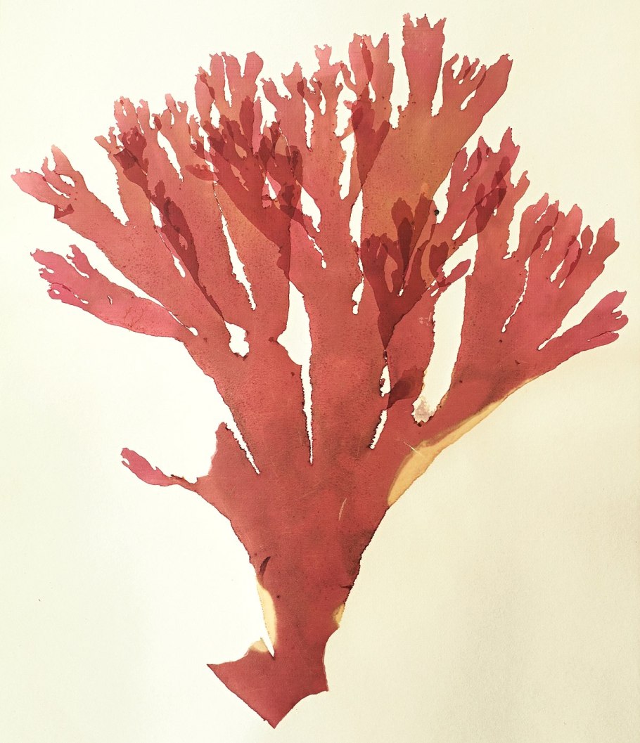 Бангия водоросль