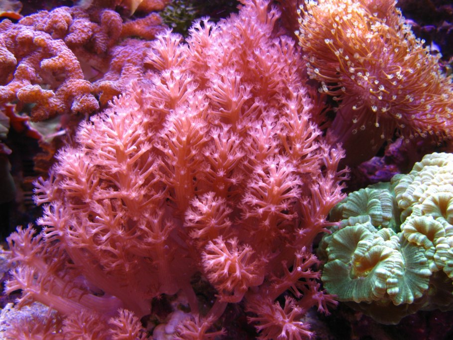 Хондрус курчавый