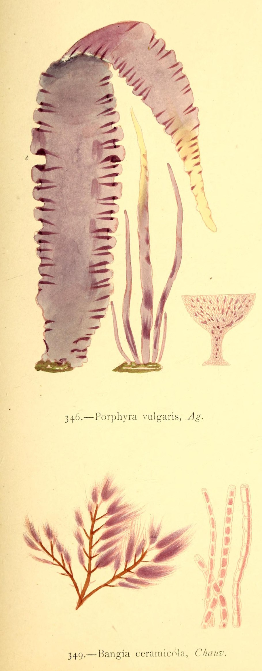 Каррагинан водоросли