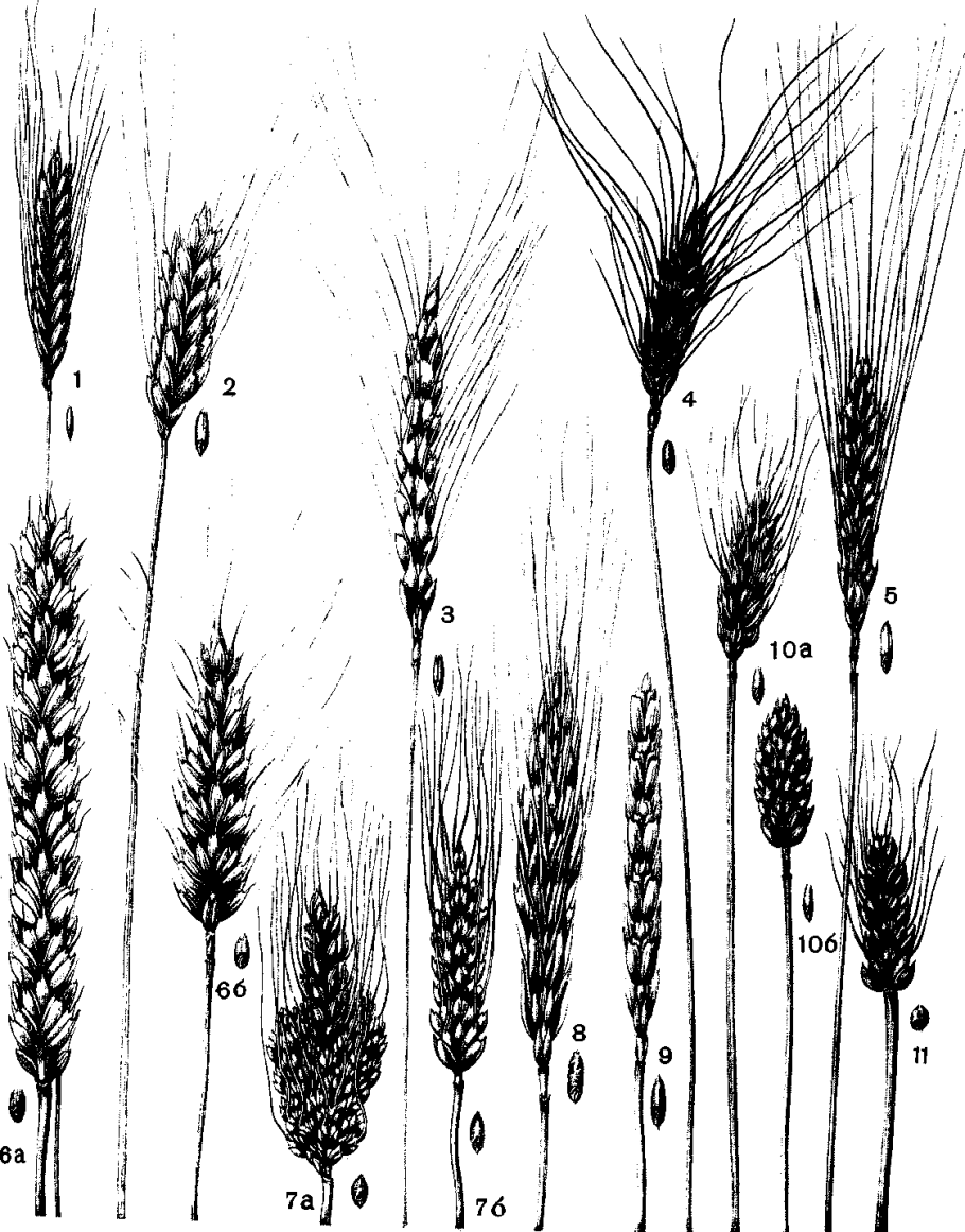 Колосс рожь