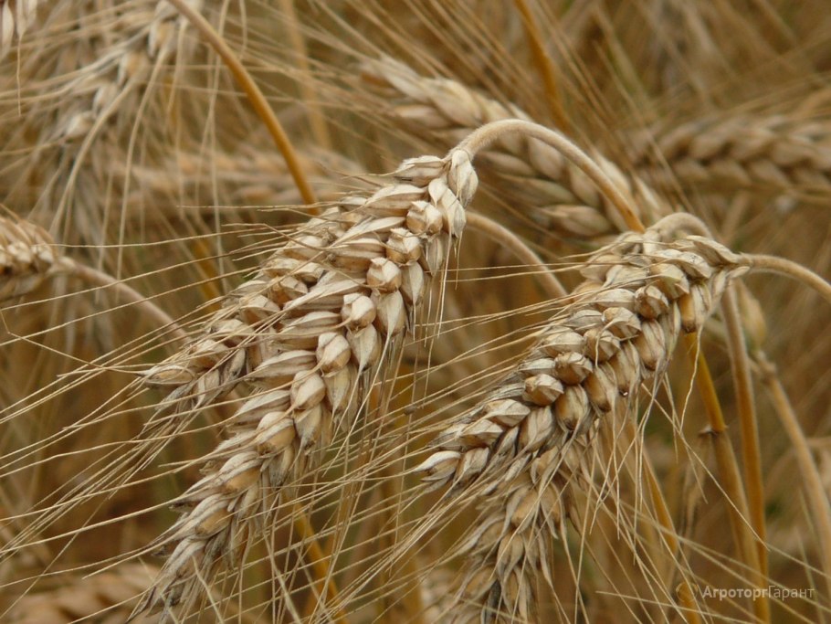 Колос озимой пшеницы