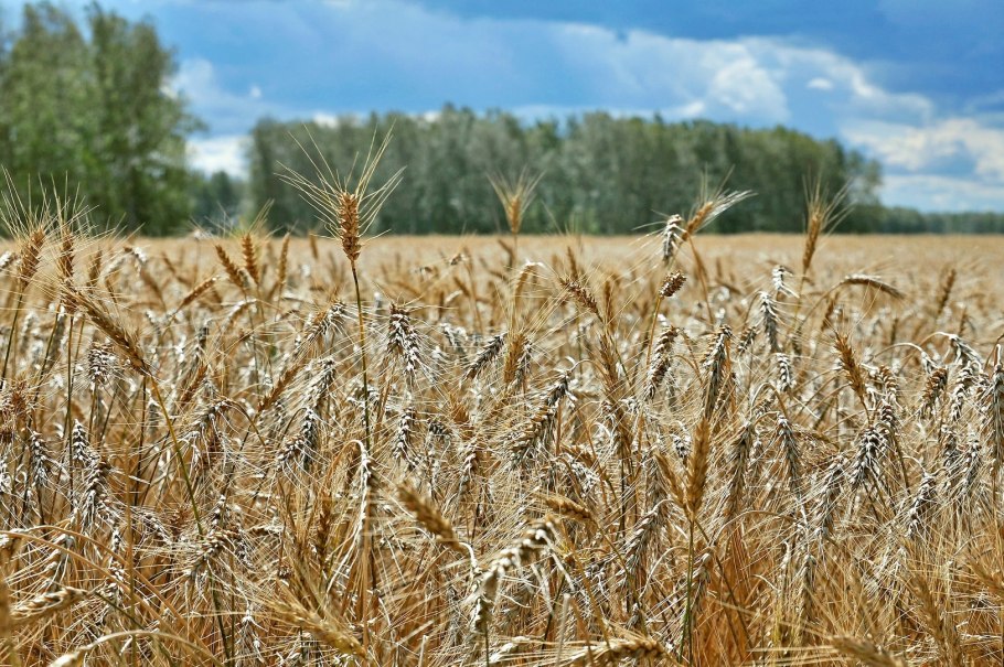 Поле пшеницы