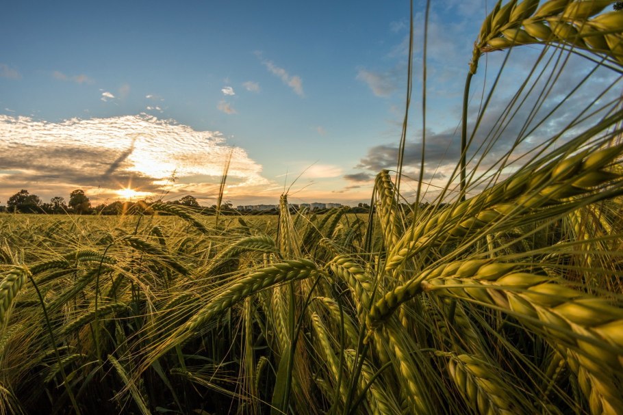 Озимая рожь Колос