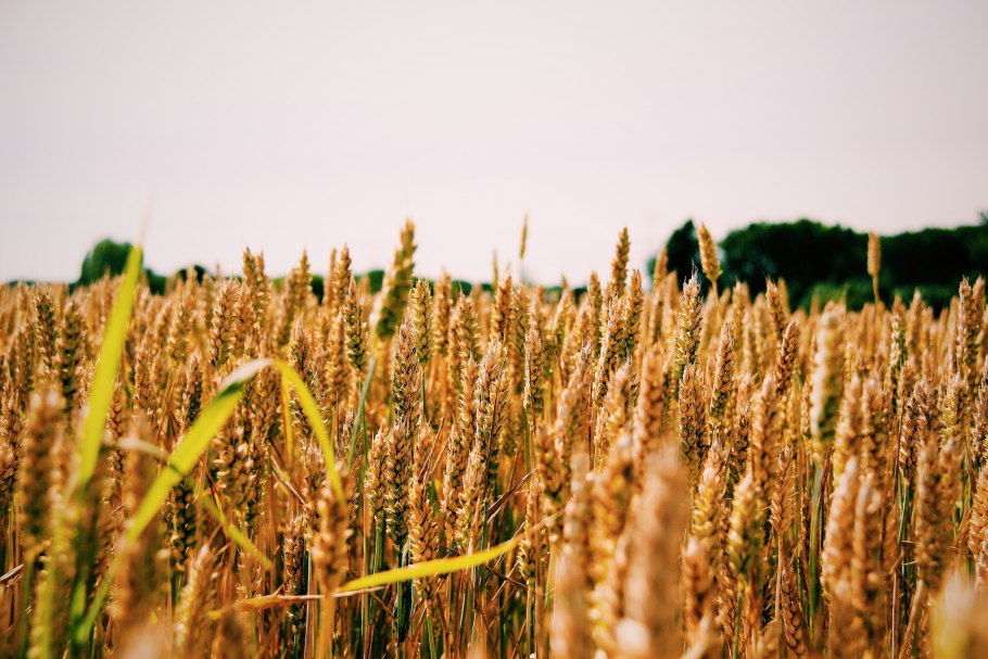 Пшеница кукуруза тритикале