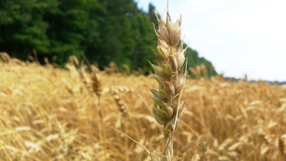 Яровая пшеница