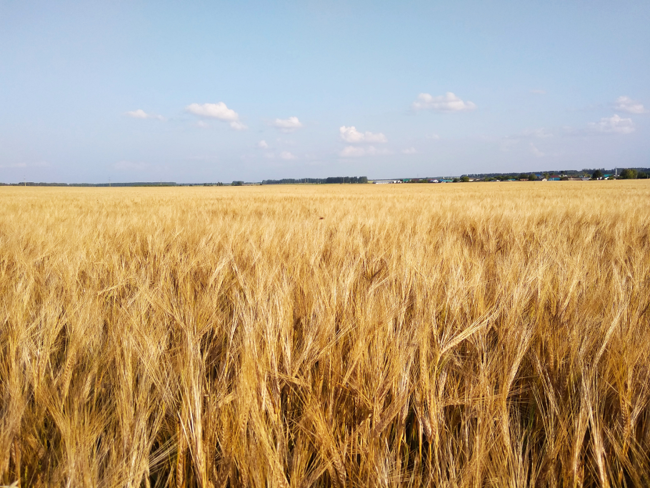 Пшеница кандиканс