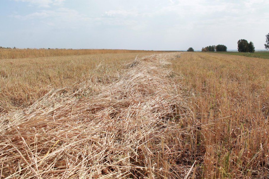 Сорт Злата пшеница