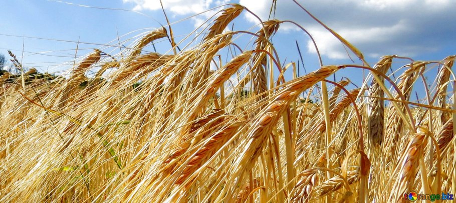 Срезанные колосья