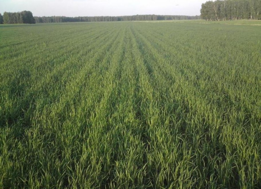 Пшеница Яровая остистая