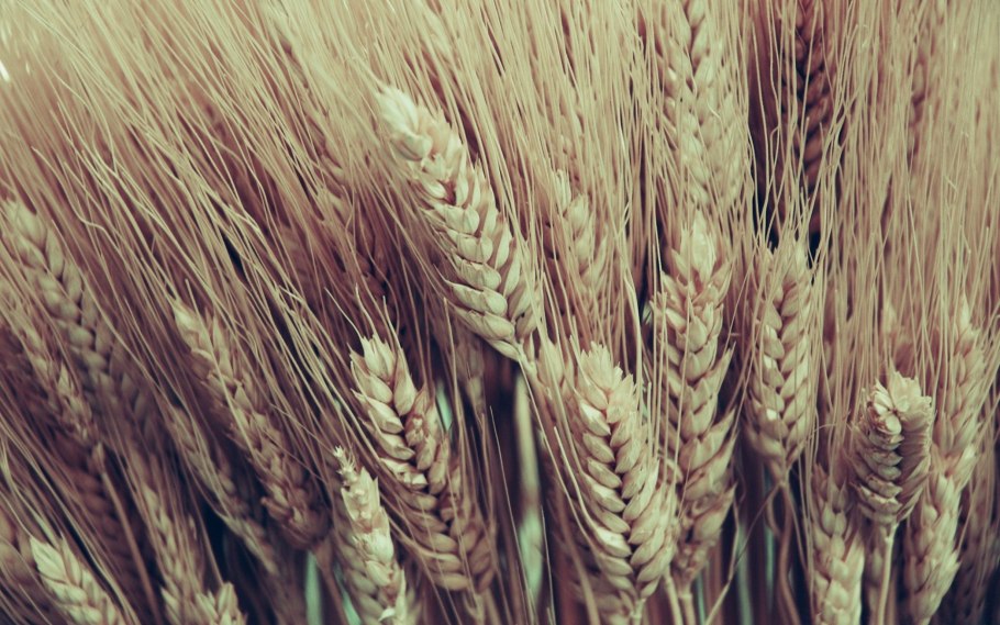 Triticum aestivum плод