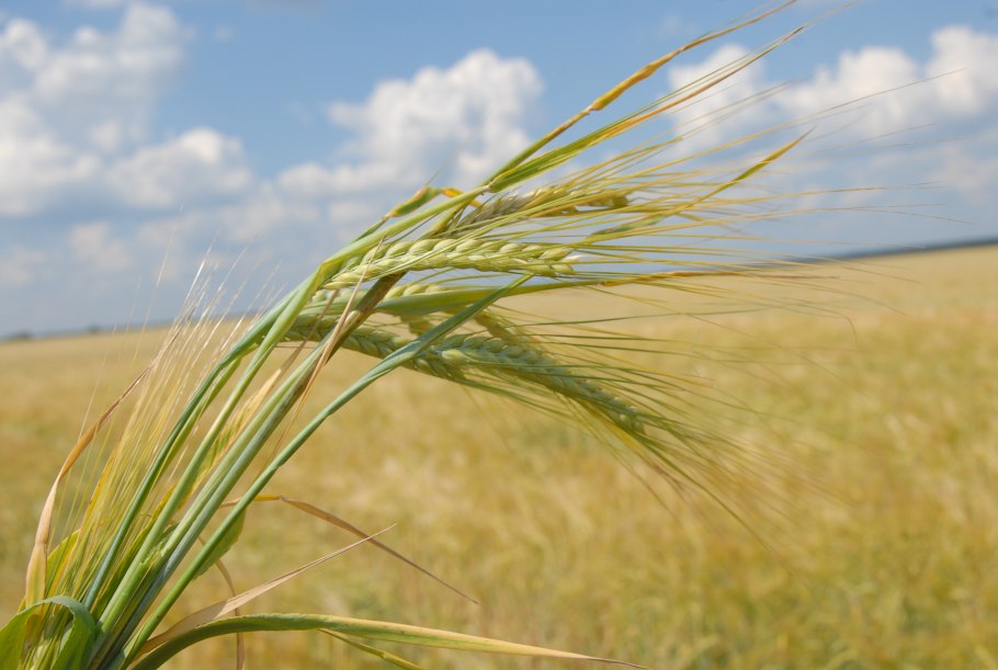 Растениеводство в свердловской области