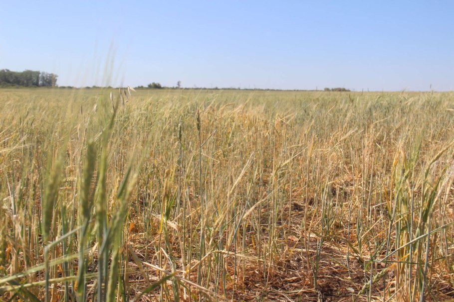 Колос пшеницы фото рисунок