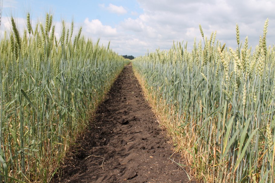 Хлебные поля Оренбуржья