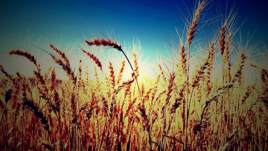 Пшеничные поля России