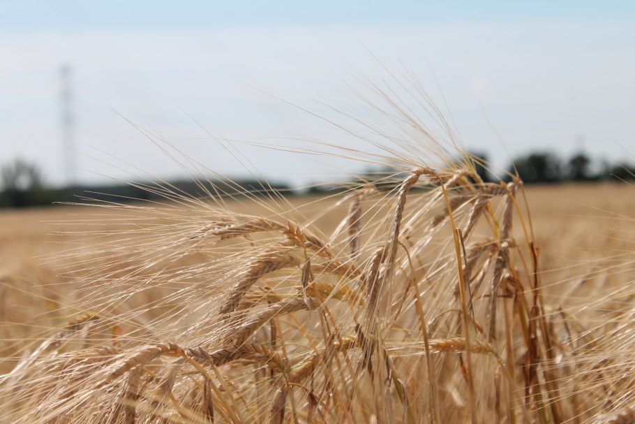 Злаковые поля Калмыкии