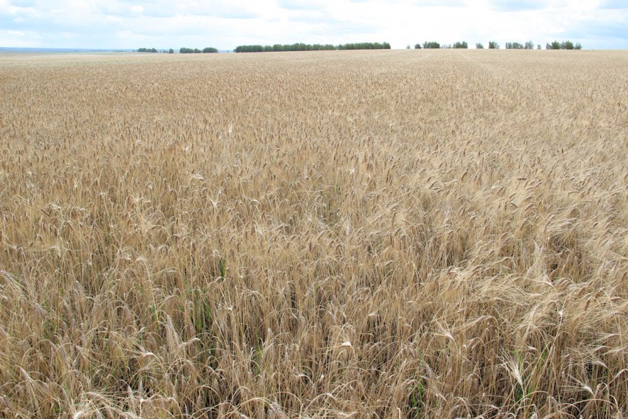 Мироновская 44 сорт озимой пшеницы