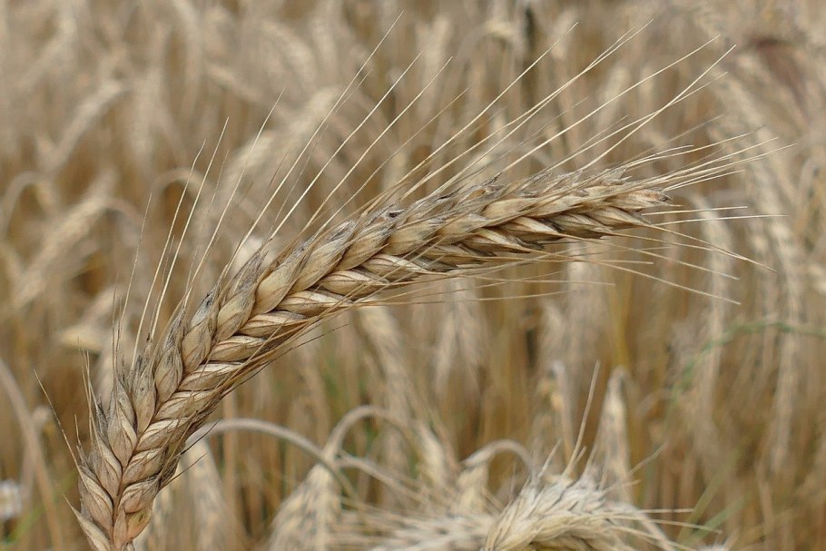 Прерия ячмень Яровой