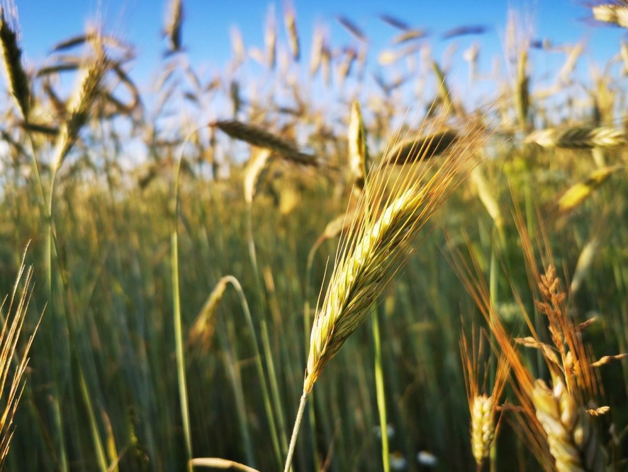 Пшеница Россия