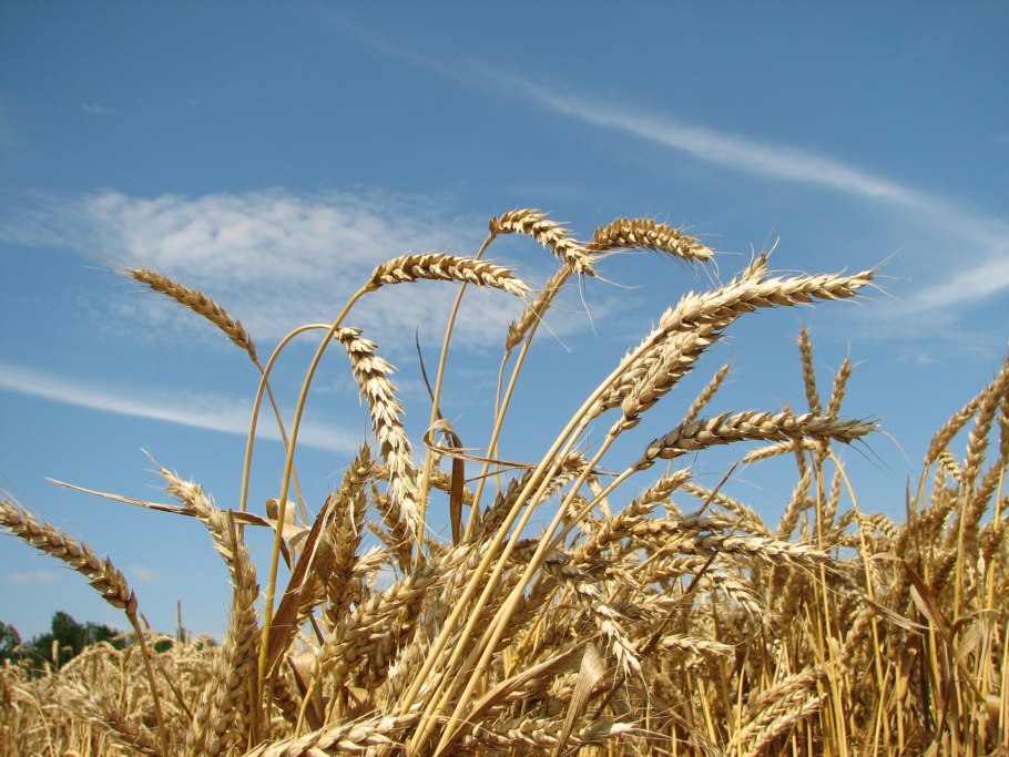 Колосья пшеницы