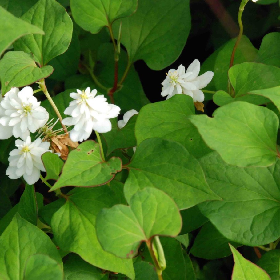 Хауттюйния сердцевидная (Houttuynia cordata).