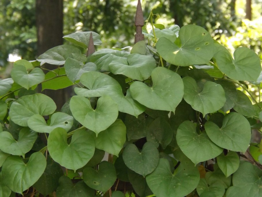 Схизофрагма плетучка японская