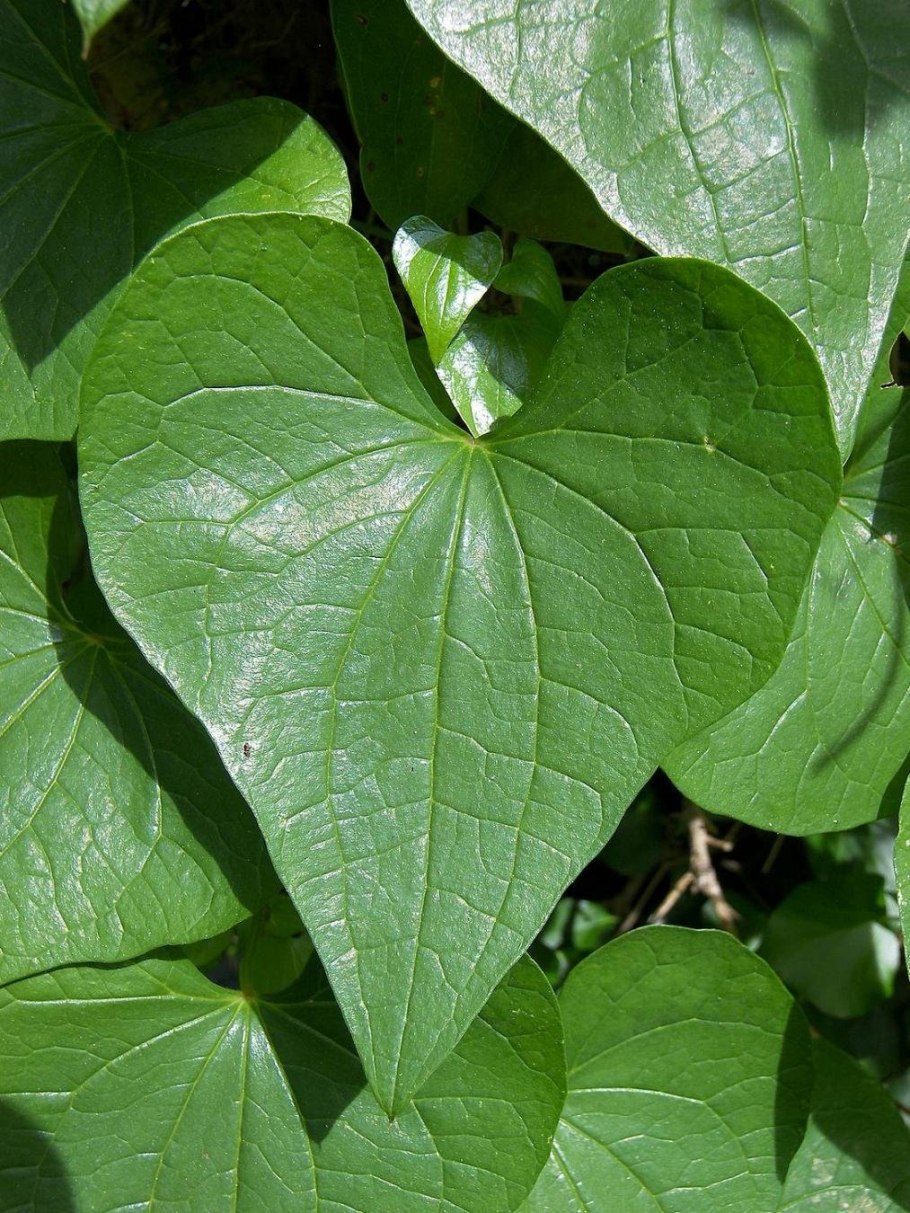 Лист в форме сердца