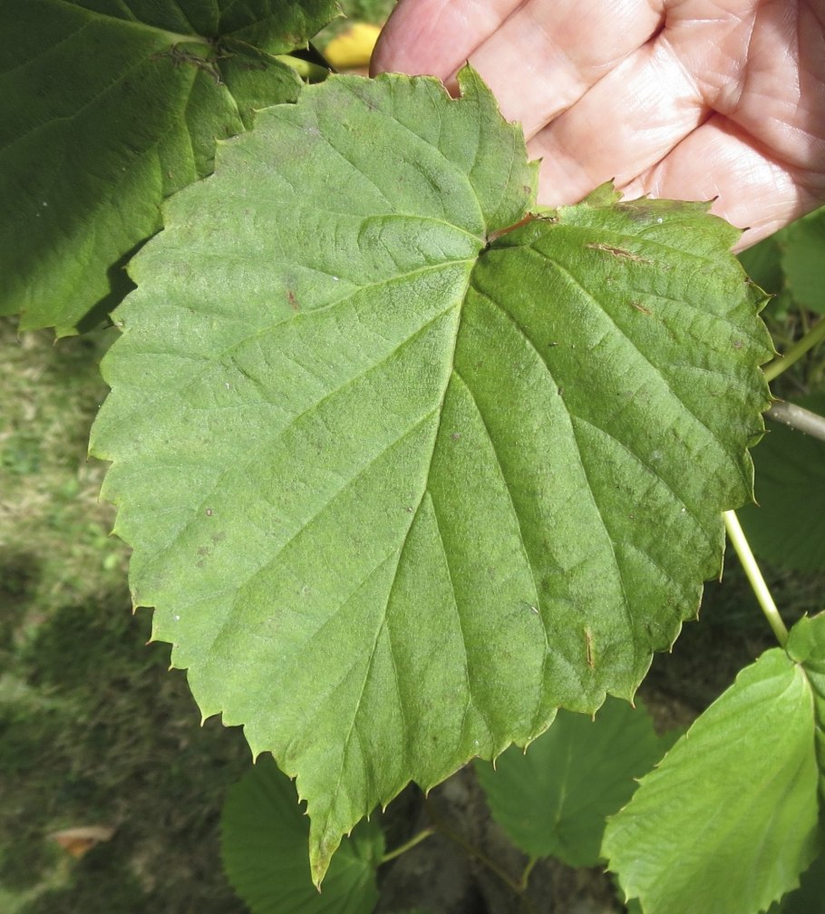 Дерево с сердцевидными листьями