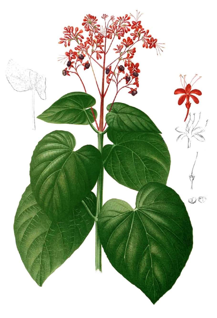 Колерия боготская