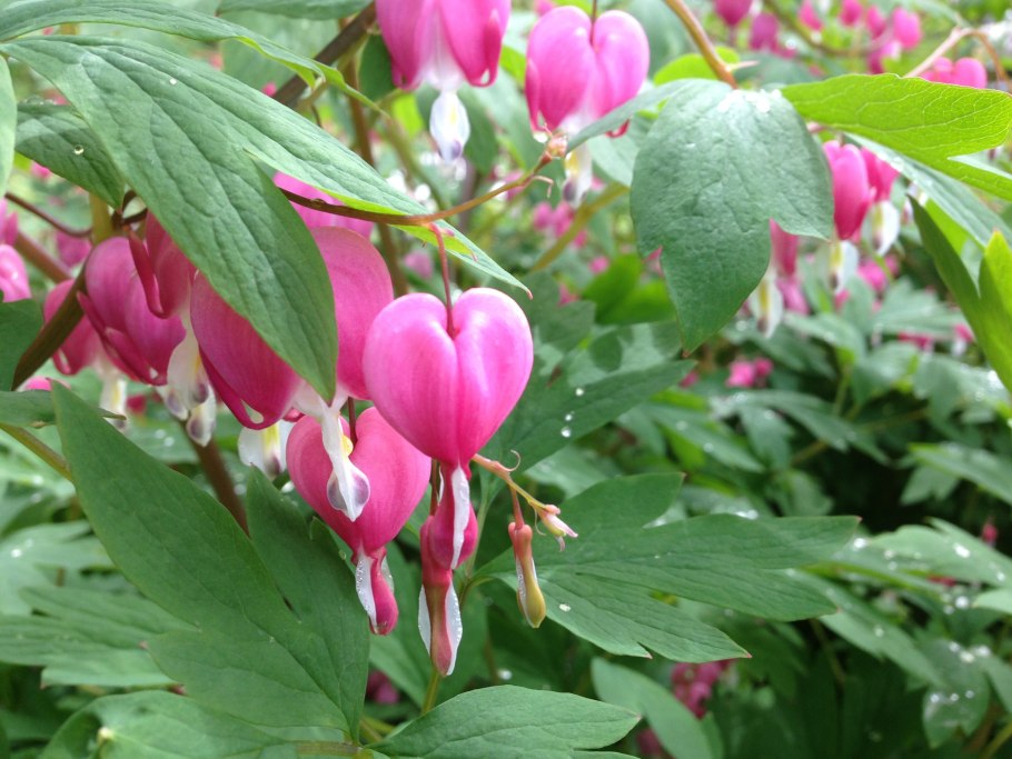 Калистегия прыткий Вьюнок