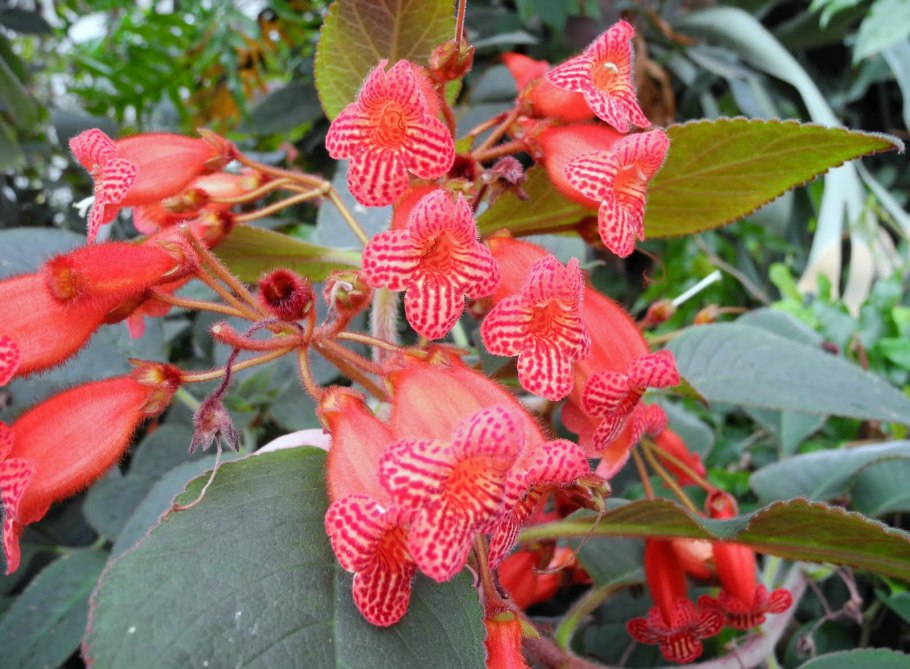 Аралия материковая Дальневосточный