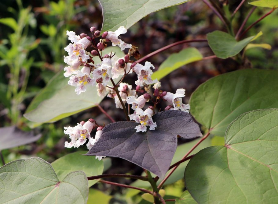 Диоскорея обыкновенная (Тамус)