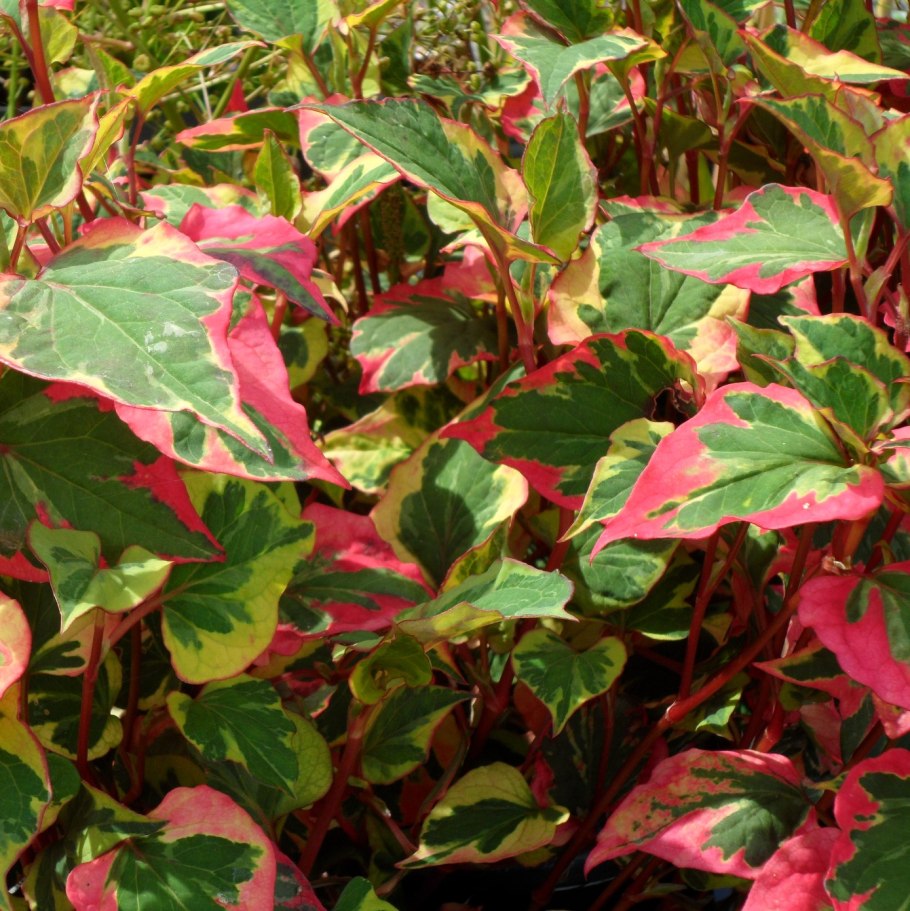 Дицентра великолепная Альба