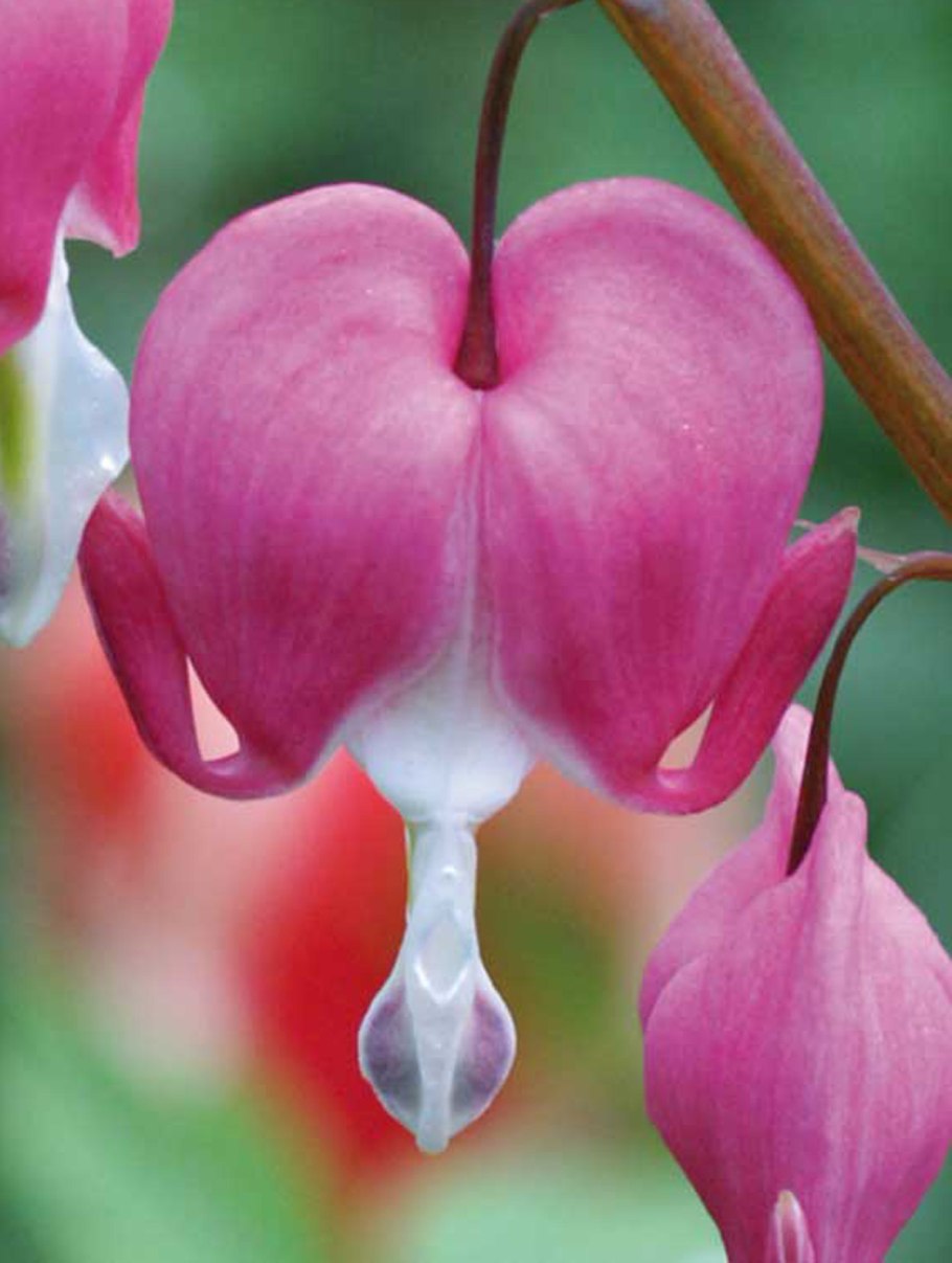 Персия на карте сейчас