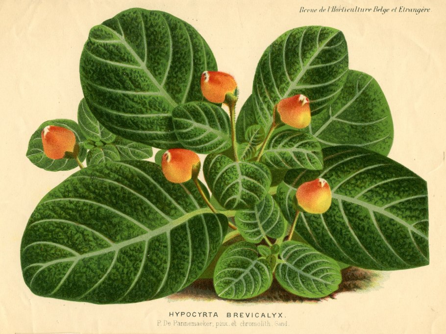 Бруннера крупнолистная Сильвер Харт