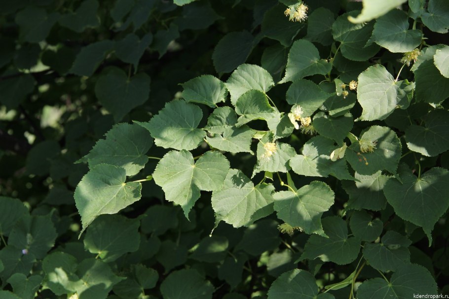 Жимолость Максимовича красная