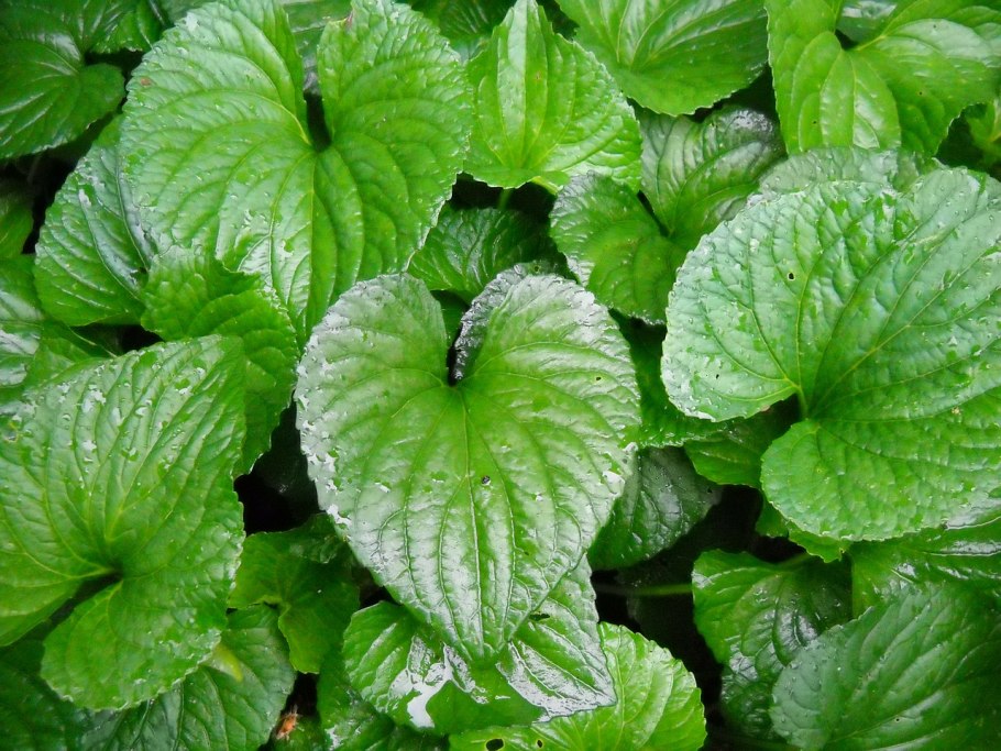 Бруннера крупнолистная джек фрост