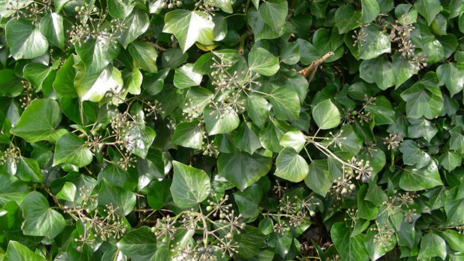 Дицентра великолепная Пинк