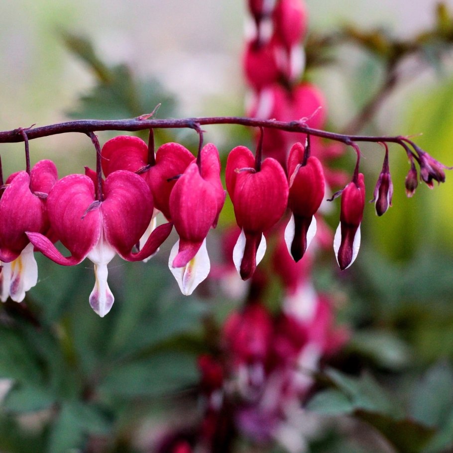 Клеродендрум аллергия