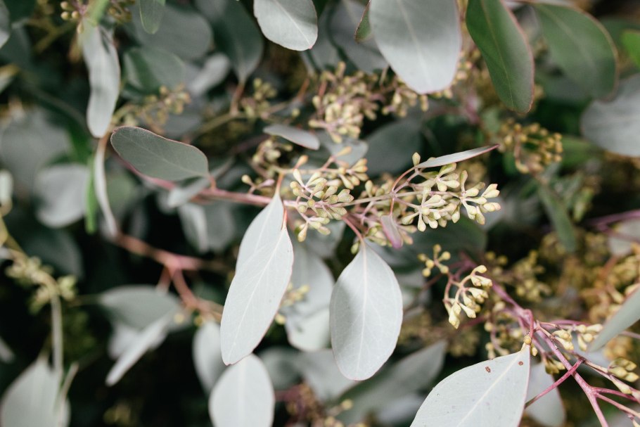 Австралийский красный эвкалипт