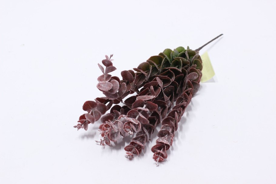 Эвкалипт это эндемик