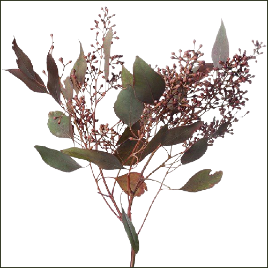 Эвкалипт Популус Цветущий