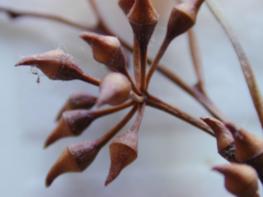 Плоды эвкалипта фото