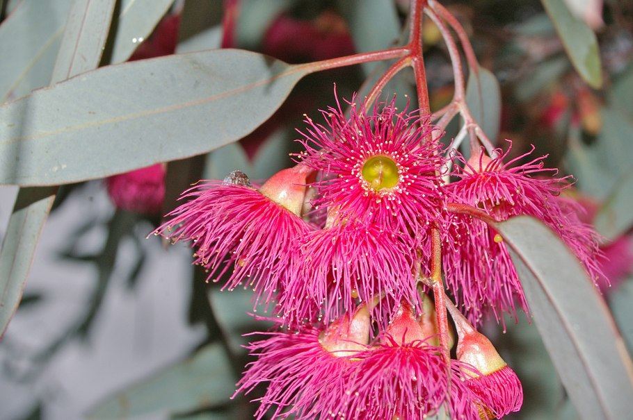 Corymbia gummifera