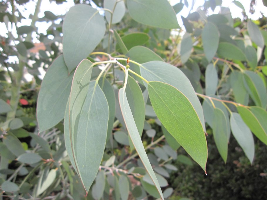 Каллистемон Египетский цветок