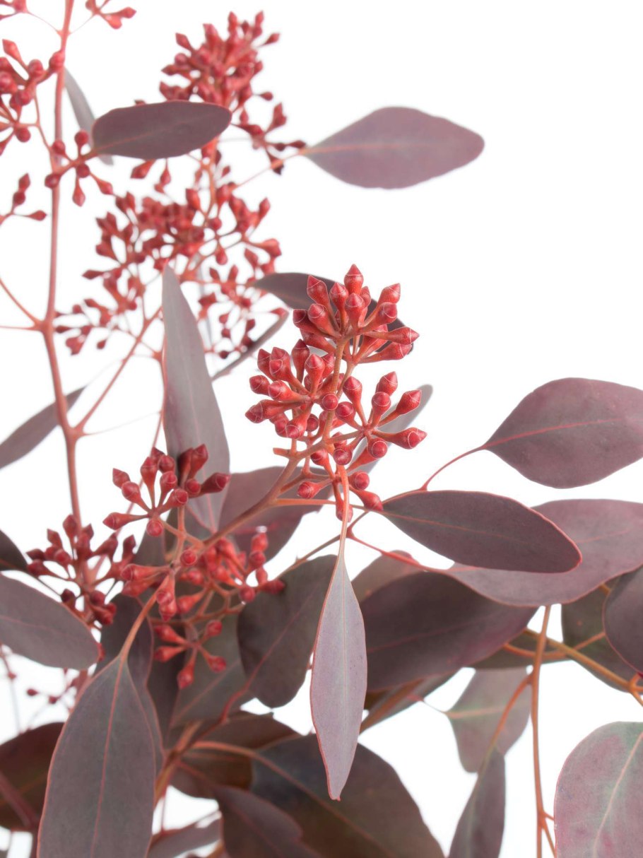 Эвкалипт Популус