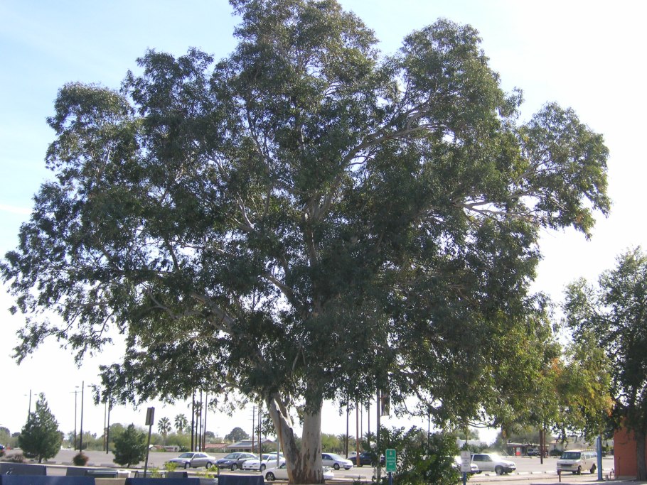 Ягоды эвкалипта